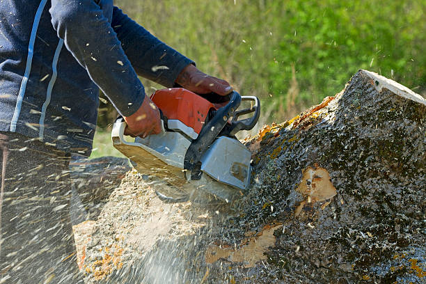 How Our Tree Care Process Works  in  Sultan, WA