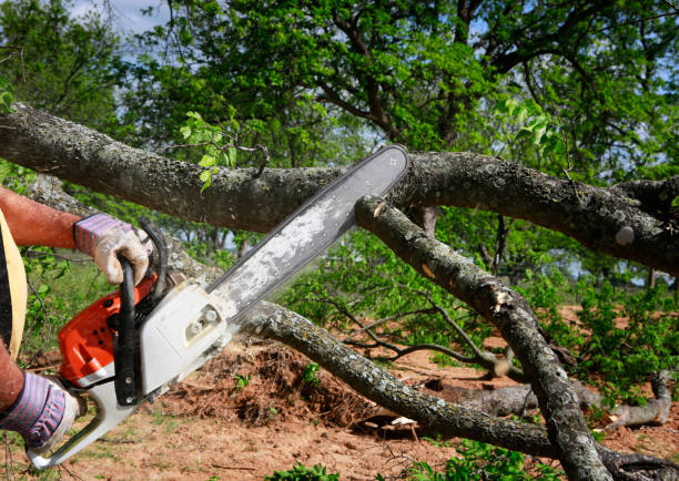 Professional  Tree Services in Sultan, WA